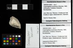 Foto (Objekt + Etiketten) von Cracensigillatus acutirostrus (Moericke, 1889) 